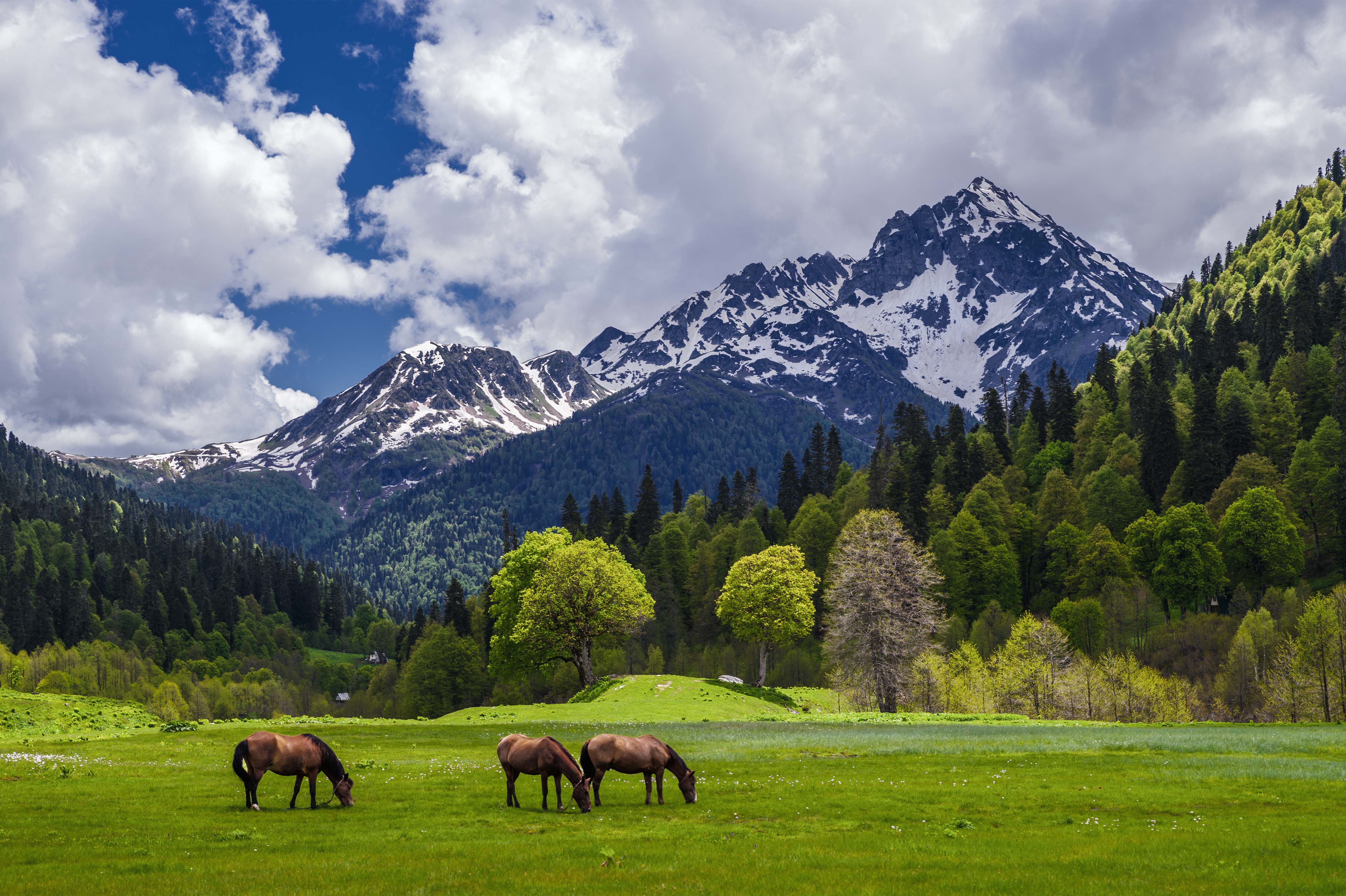 mongolian nature