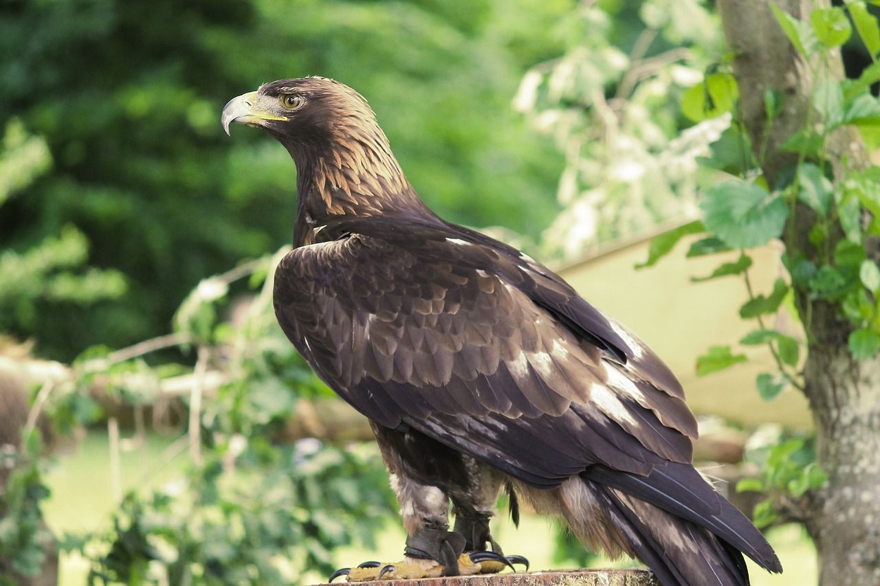 golden-eagle-3489140_1280.jpg