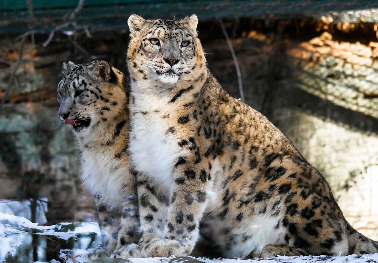 Indigenous Wildlife In The Gobi Desert Indigenous Wildlife In The