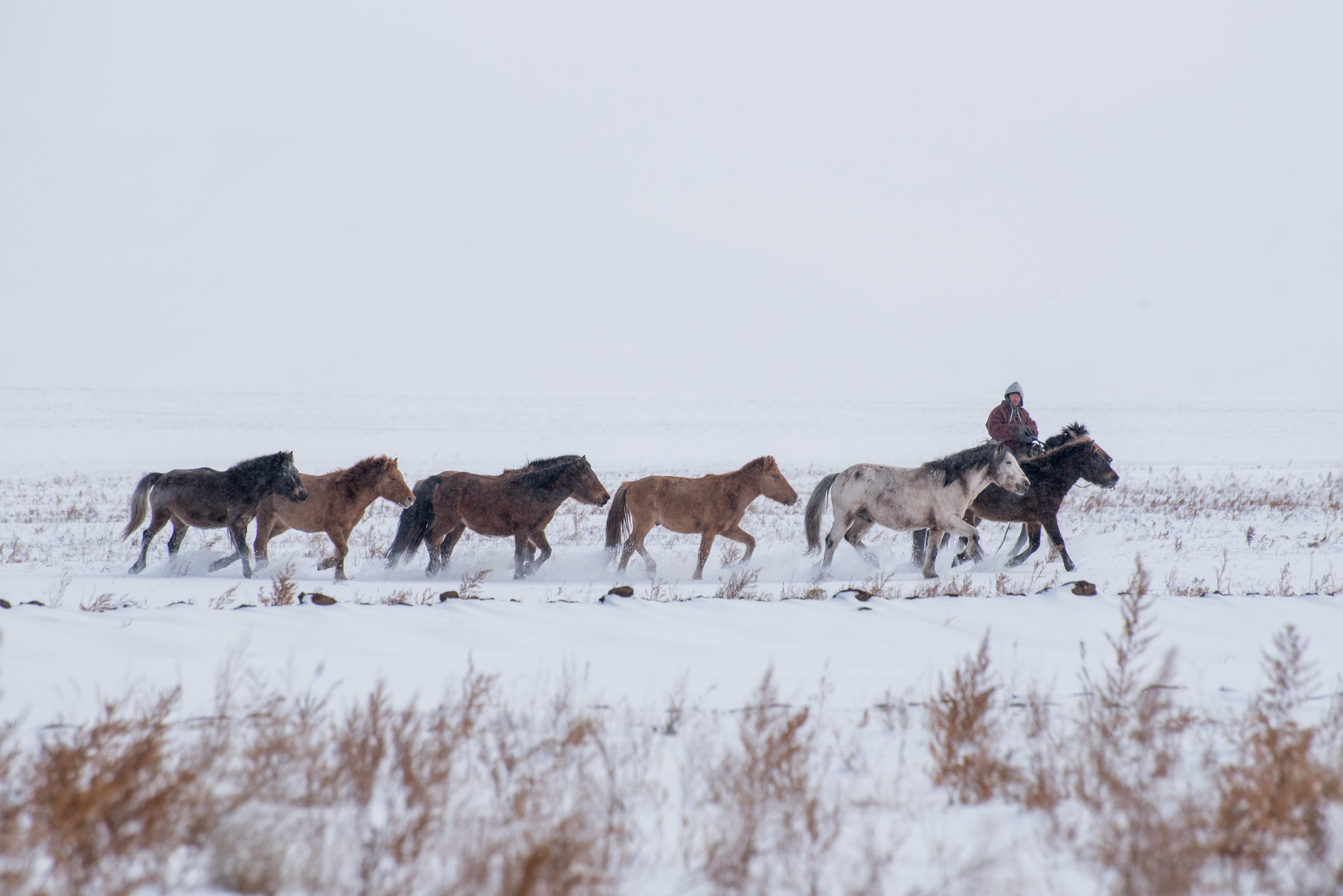 shepherd-sitting-horse-shepherding-herd-sheep-prairie-with-snow-capped-mountains-background-min.jpg